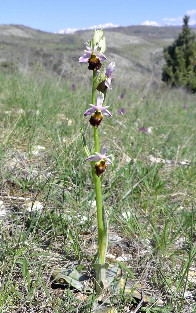 Ophrys crabronifera nellAbruzzo aquilano - aprile  2022.